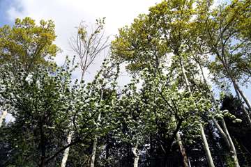 بهار در قاب دانشگاه علوم بهزیستی و توانبخشی